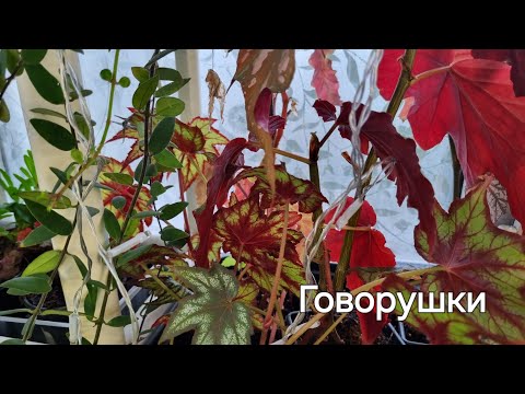 Видео: Немного о многом