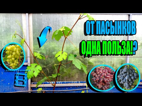 Видео: КАК НАПРАВИТЬ ПАСЫНКИ ВО БЛАГО ВИНОГРАДА? СЕВЕРНЫЙ ВИНОГРАДНИК 22-24