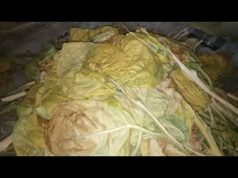 Видео: О томлении махорки.
