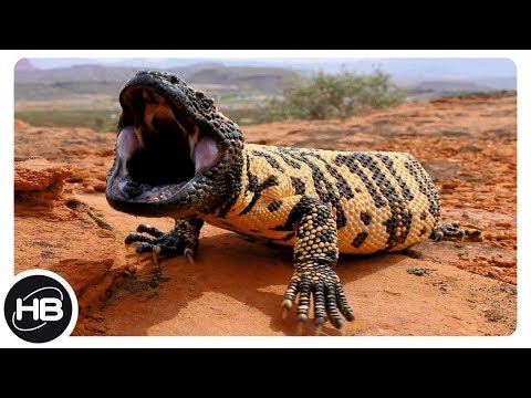 Видео: 10 Самых Необычных Видов Ящериц в Мире. Интересные факты про ящериц