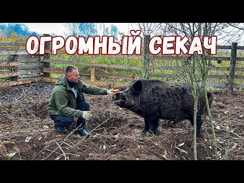 Видео: ВЕРХОМ НА ДИКОМ КАБАНЕ. НОВЫЙ ПИТОМЕЦ НА ХУТОРЕ. ЖИЗНЬ В ЗАБРОШЕННОЙ ДЕРЕВНЕ