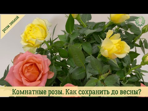 Видео: Комнатные розы. Как сохранить до весны. Питомник 🌹 и 🌲 Е. Иващенко