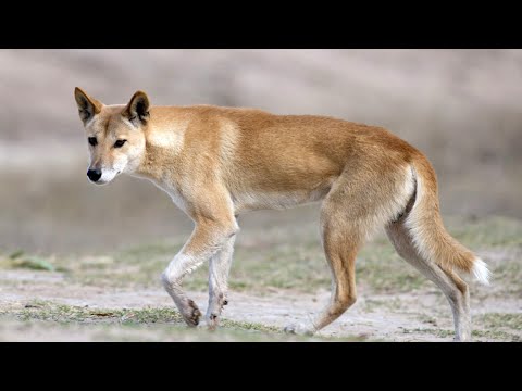 Видео: Динго – главный хищник Австралии! Интересные факты о диких собаках динго.