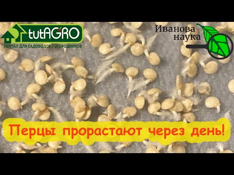 Видео: КАК СЕМЕНА ПЕРЦА ПРОРАСТАЮТ В 100 РАЗ БЫСТРЕЕ. Ускоренное проращивание семян. Всходы за 1 день.