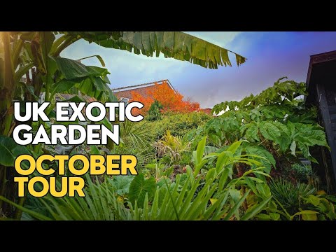 Видео: Экскурсия по саду в тропическом стиле — октябрь 2025 г.