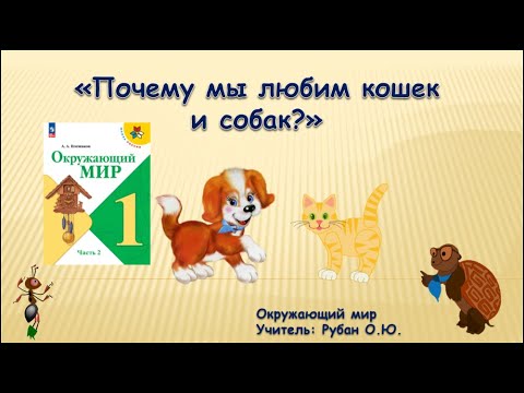 Видео: Почему мы любим кошек и собак