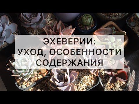 Видео: Как ухаживать за эхевериями