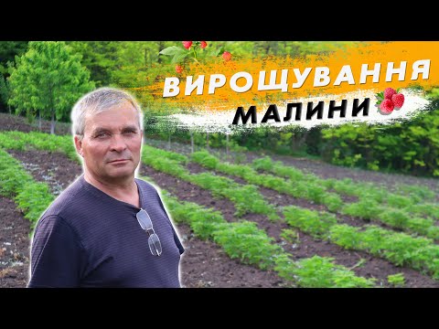 Видео: Вирощування малини. Як ми доглядаємо?