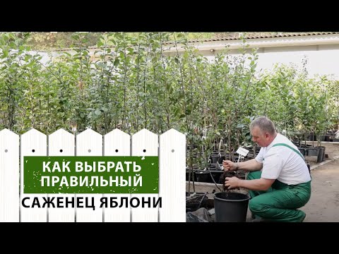 Видео: Какой саженец яблони выбрать для посадки