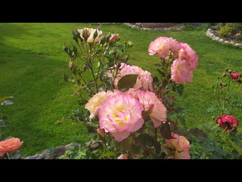 Видео: Вечерняя прогулка по саду с розами. Ленинградская область.