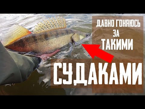 Видео: ТРОФЕЙНЫЕ СУДАКИ СПАСЛИ ВЫЕЗД В ТОМСКУЮ ОБЛАСТЬ