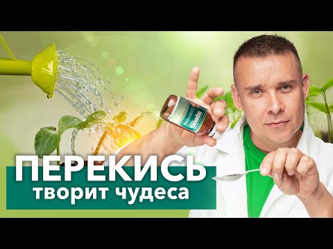 Видео: ОПРЫСКАЙТЕ ТАК 1 РАЗ И БОЛЕЗНИ И ВРЕДИТЕЛИ БУДУТ НЕ СТРАШНЫ! Перекись водорода для рассады и цветов