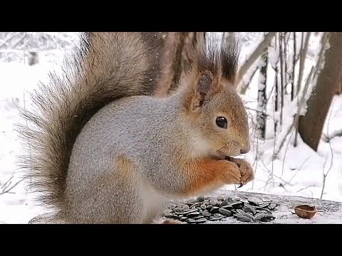 Видео: Звуки белки! Две белки в лесу. Звуки природы.