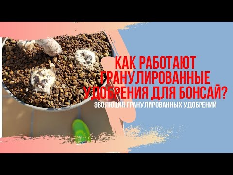 Видео: Эволюция гранулированного удобрения для бонсай за месяц. Как работают удобрения?