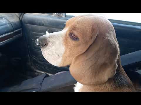 Видео: Бигли на охоте