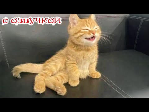 Видео: Приколы с котами! С ОЗВУЧКОЙ! САМЫЕ СМЕШНЫЕ ЖИВОТНЫЕ! Смешные коты! До слез!