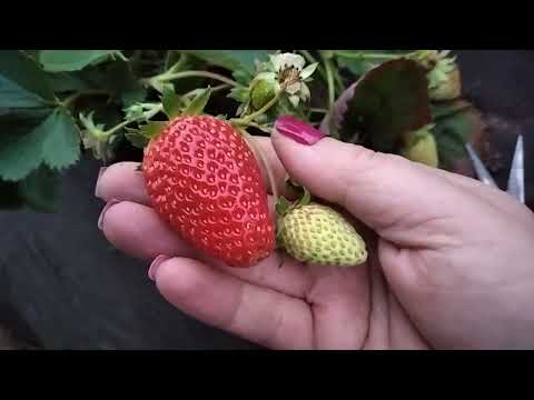 Видео: 16 жовтня 2025 вирощування НСД сортів 🍓🍓 #полуниця #розмноження #саджанці #ягода до морозів #врожай 