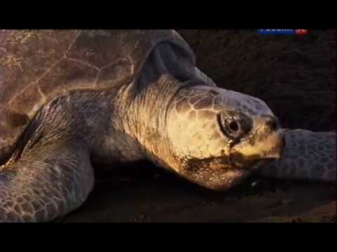 Видео: Черепахи. Маленькие, но значительные.
