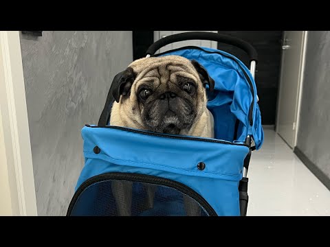 Видео: Коляска для собак🐶Собираем с Барни☺️