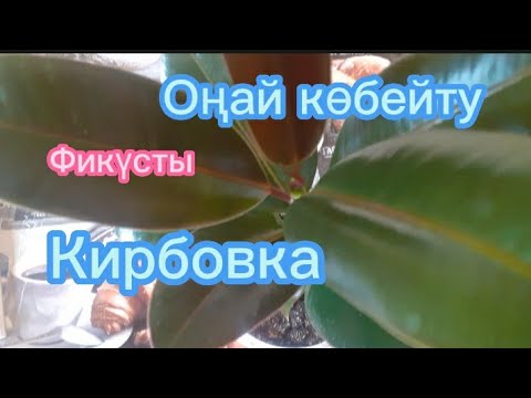 Видео: Фикус гүлдеріне кирбовка жасау.Гүлдер әлемі.