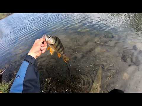 Видео: Рыбалка "по кайфу"-ловля озёрного окуня.