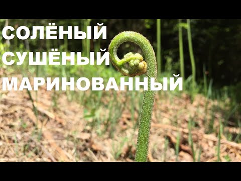 Видео: Заготовка папоротника ОРЛЯКА: соленый, сушеный, маринованный