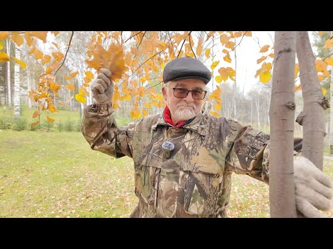 Видео: Вперёд, товарищи! На дачу! Выпуск от 01.10.24