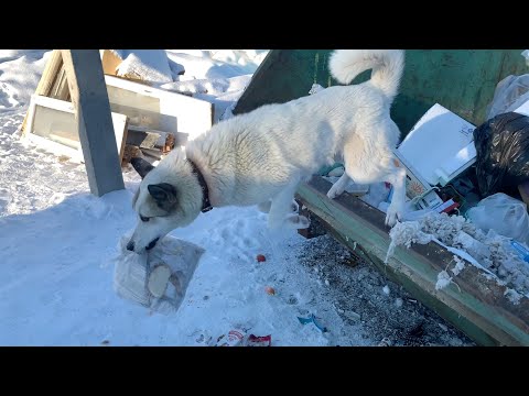 Видео: Лесные свалки #10: что выкидывают в январе на деревенские помойки