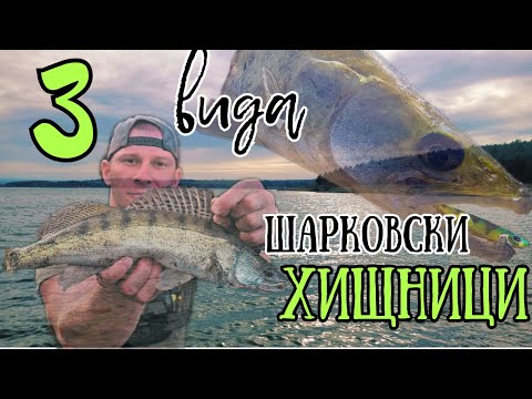 Видео: МАЛКО ШАРКОВО ни ПОСРЕЩНА ПОДОБАВАЩО!!