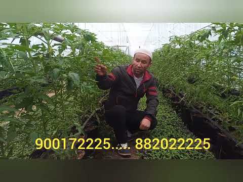 Видео: Помидор +Биогумус = результат бинен фоидааш чи хелай..