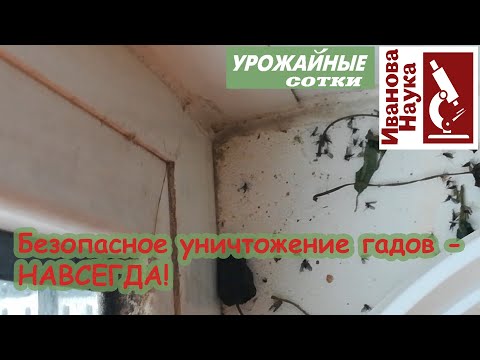 Видео: Завелись мушки в земле? Самый верный способ уничтожения грибного комарика навсегда!