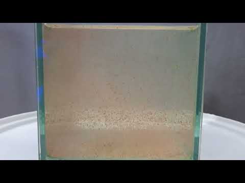 Видео: ДАФНИЯ