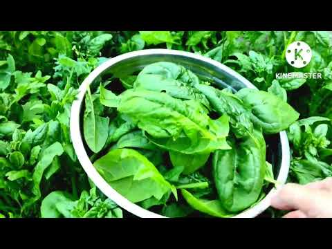 Видео: ШПИНАТ НА ЗИМУ/  Как заморозить шпинат дома