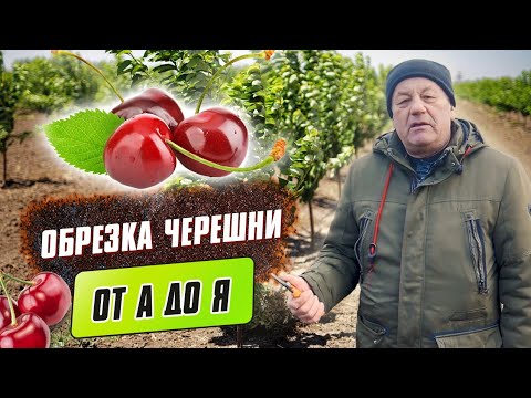 Видео: Обрезка черешни от А до Я. Особенности обрезки и формировки кроны черешни.