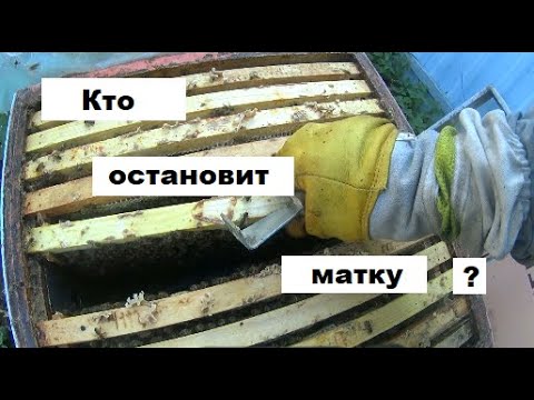 Видео: Как остановить матку осенью ?