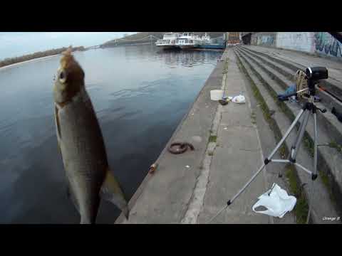 Видео: Рыбалка болонским удилищем. Набережная Киев. Ночной клёв.