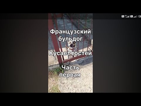 Видео: Зоопсихолог-консультант. Французский бульдог ЛАКИ, 2 года. Агрессия на гостей. Хаос на прогулке.