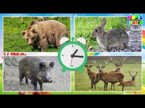 Видео: Ойлан тап | Интелектпен логикалық ойлауды тамаша жетілдіреді | Жан-жануарлардың дауыстары |