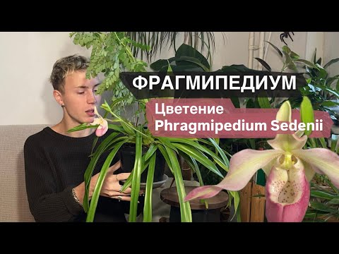 Видео: Цветение моего фрага. Phragmipedium Sedenii