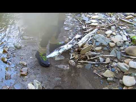 Видео: Сима. Как это было