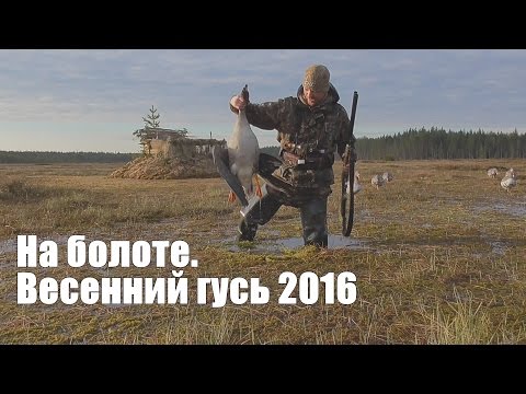 Видео: ОХОТА НА ГУСЕЙ 2016  На болоте. Карелия.