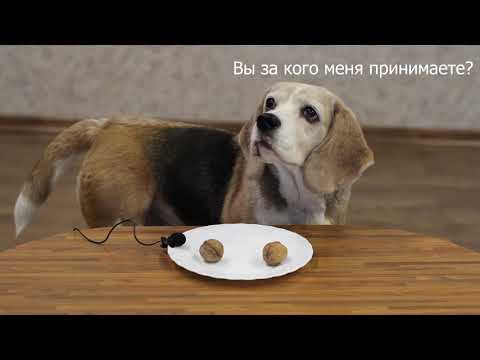 Видео: СОБАКИ ПРОБУЮТ РАЗНУЮ ЕДУ | почти ASMR