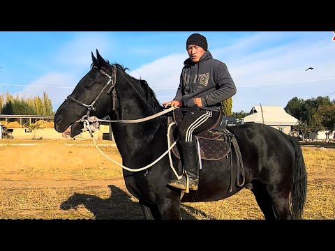 Видео: Кудайбердинин Аттары чыкты 7 ноября 2025 г.