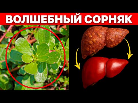 Видео: Портулак — сорняк, который спасает от давления, сахара, болезней печени и сердца