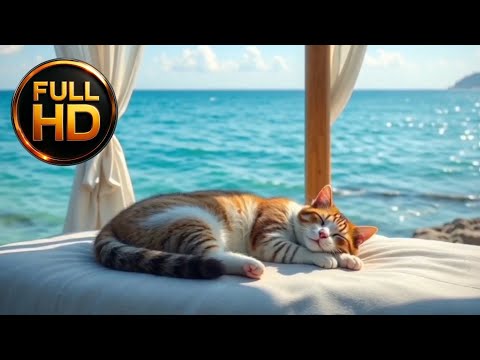 Видео: Лаунж у океана с котиком 🌊 | Ocean Lounge with Cat 🌊