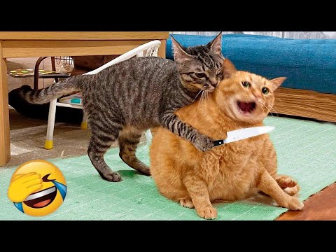 Видео: Самые смешные животные 2025 - Приколы с котами и собаками - Смешные Животные Видео #38