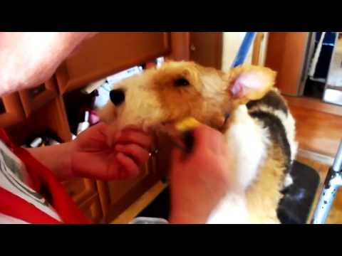 Видео: Тримминг головы фокстерьера