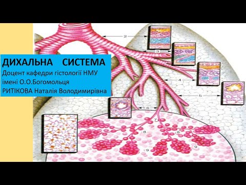 Видео: Лекція -  Дихальна система.