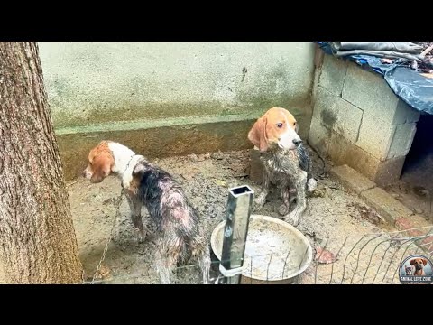 Видео: Брошенный пьяным хозяином, больной и выставленный на продажу… но наконец спасённый 💕