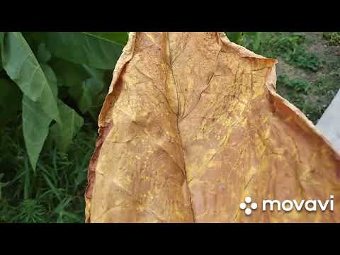 Видео: Табак, сорт Флорида Суматра, не болеет, не требует ферментации.